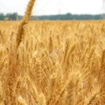 wheat